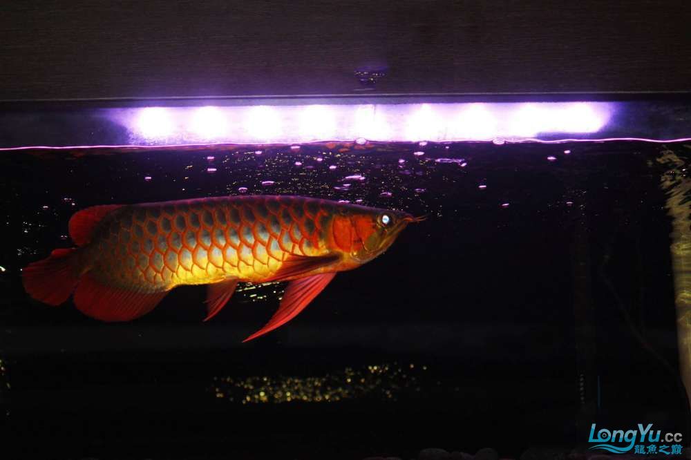 紅龍魚去哪里買比較好一點（買紅龍魚哪家水族店品質好？）