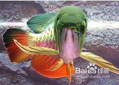 金龍魚需要什么水養(yǎng)（養(yǎng)殖金龍魚需要注意的水質(zhì)條件）