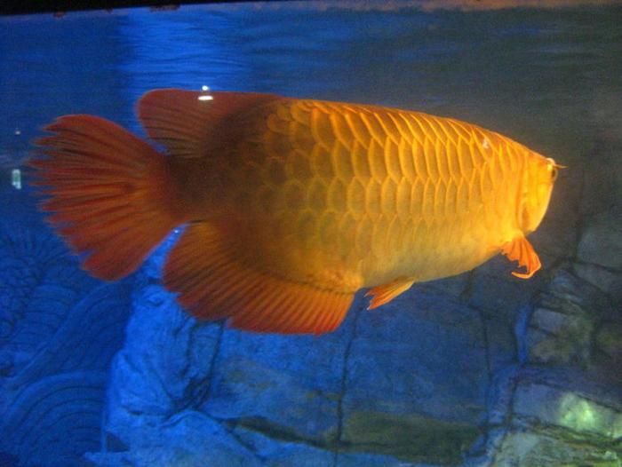 過背金龍魚10多斤能長多大（過背金龍魚一個月能長多大？）