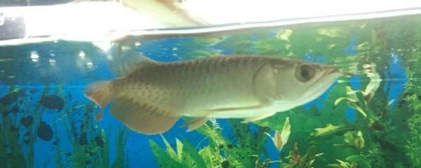 過背金龍魚10多斤能長多大（過背金龍魚一個月能長多大？）