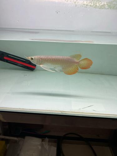 印尼大湖紅龍魚