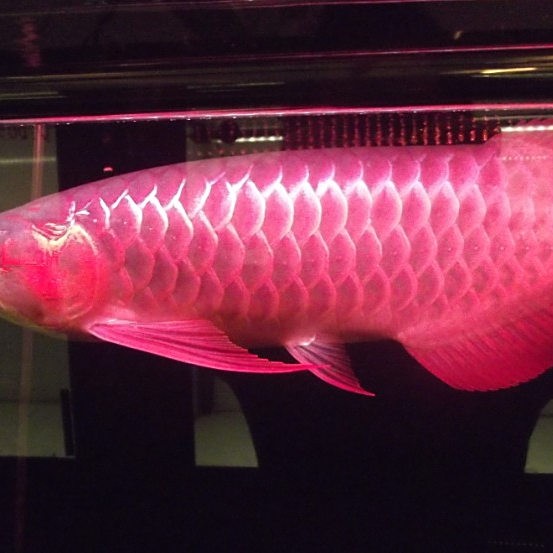 印尼大湖紅龍魚