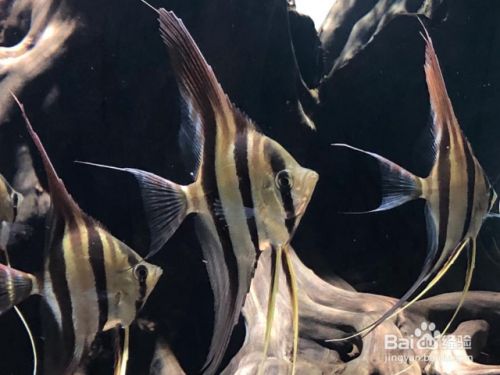 能和龍魚虎魚混養的魚品種有哪些：能與龍魚和虎魚混養的魚品種指南