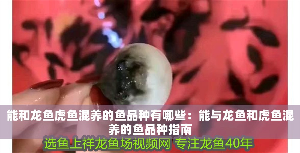 能和龍魚虎魚混養的魚品種有哪些：能與龍魚和虎魚混養的魚品種指南