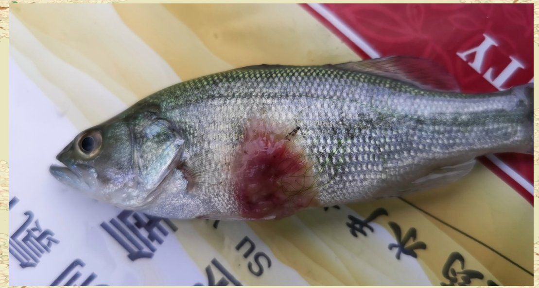 龍魚(yú)爛身如何早期發(fā)現(xiàn)？