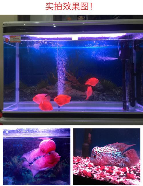 金龍魚缸燈擺放圖