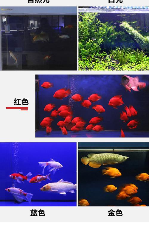 金龍魚缸燈擺放圖