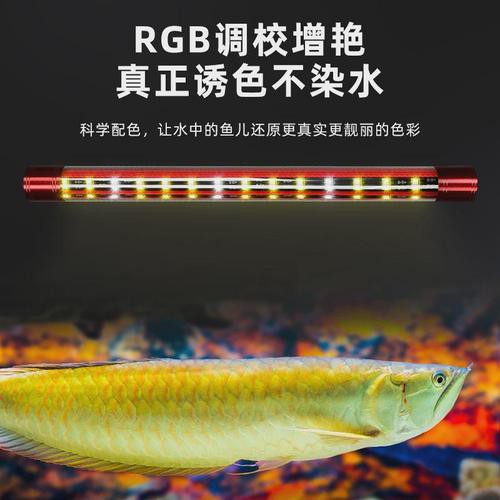 金龍魚缸燈擺放圖