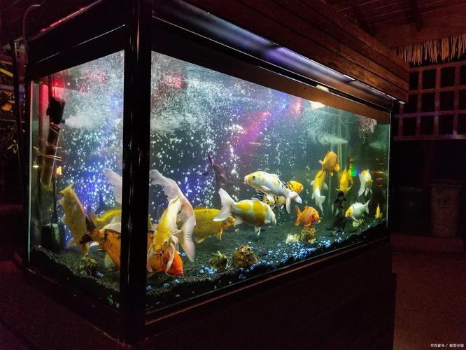 金龍魚缸燈擺放圖