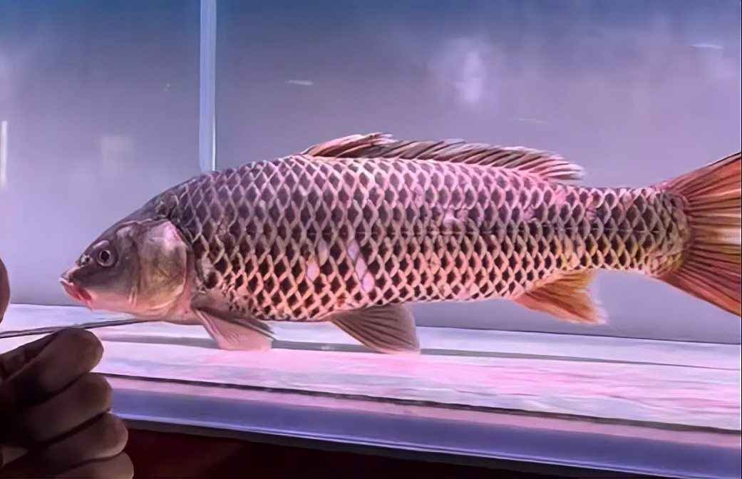鯉魚ace最后搶救過來了嗎