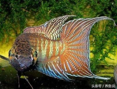 紅龍魚為啥那么貴（紅龍魚為什么這么貴）