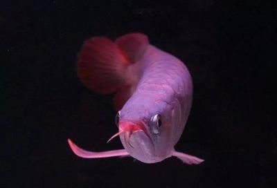 紅龍魚為啥那么貴（紅龍魚為什么這么貴）