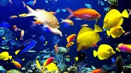 夸贊龍魚的句子唯美：夸贊龍魚的句子唯美的句子有哪些？