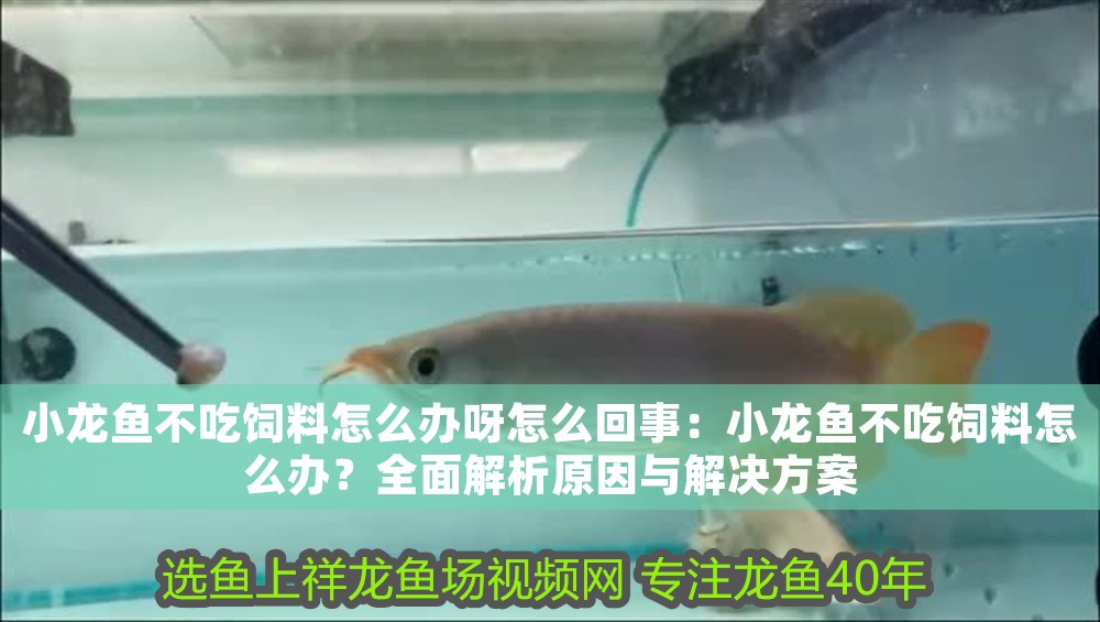 小龍魚不吃飼料怎么辦呀怎么回事：小龍魚不吃飼料怎么辦？全面解析原因與解決方案