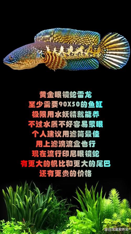 浙江有雷龍魚嗎圖片