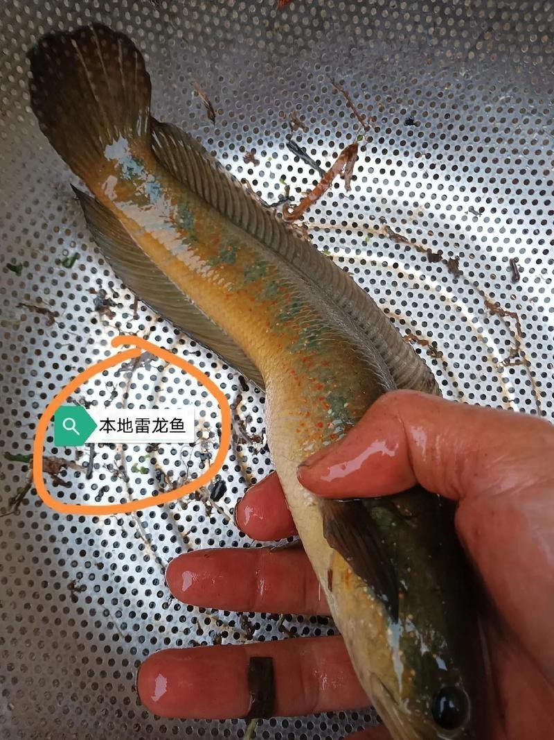 浙江有雷龍魚嗎圖片