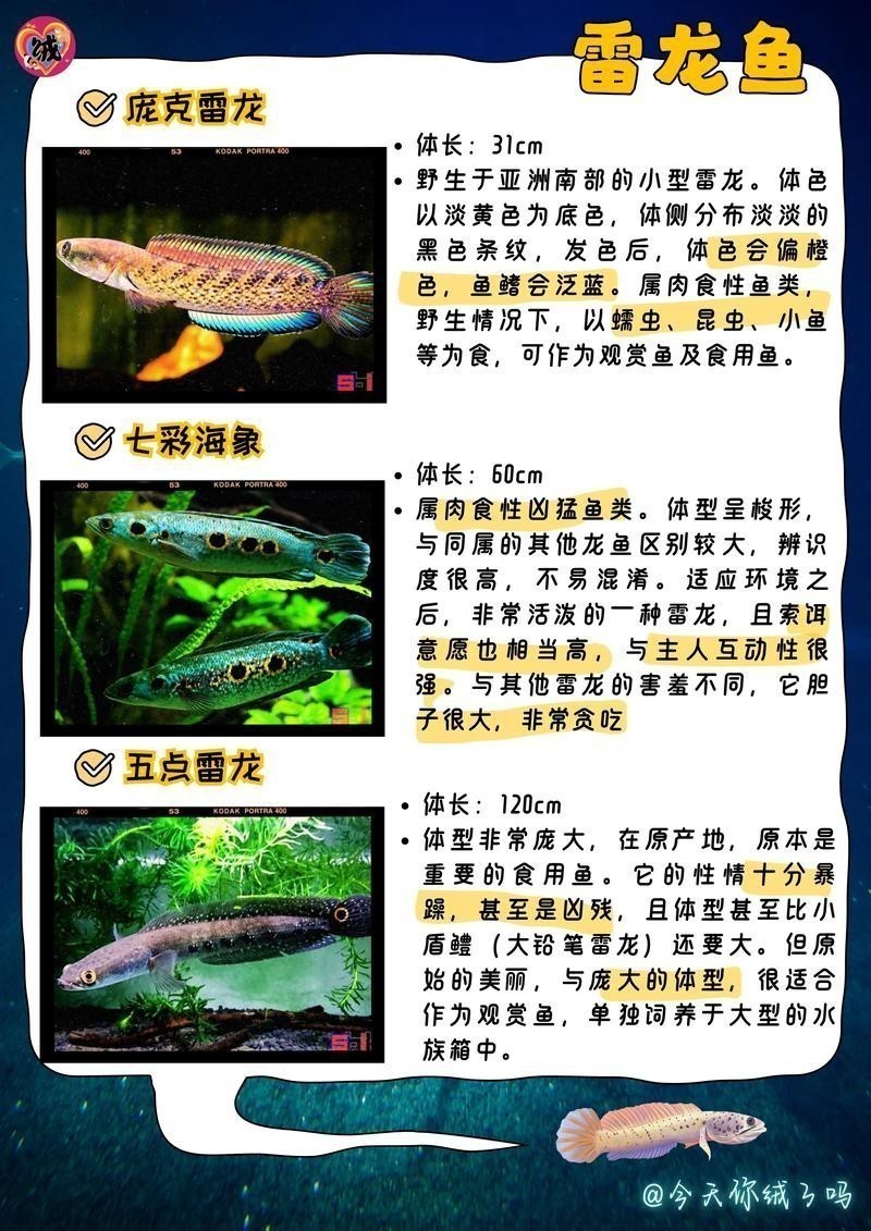 浙江有雷龍魚嗎圖片