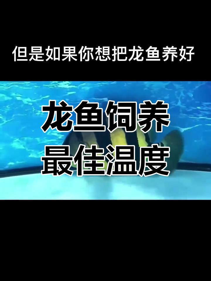 龍魚的最佳飼養(yǎng)溫度是多少？ 龍魚的最佳飼養(yǎng)溫度是多少？ 龍魚百科 第3張