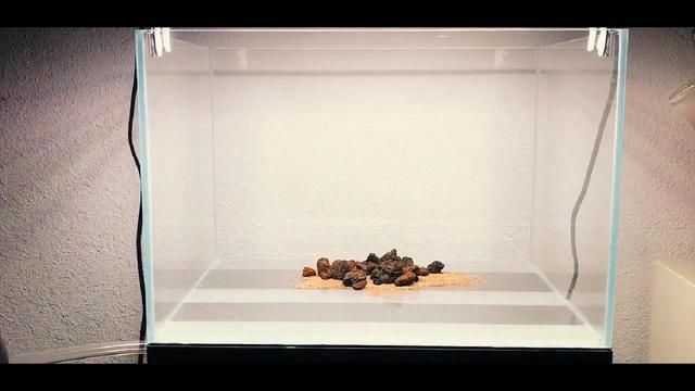 熱帶魚缸造景做法大全圖片（熱帶魚缸造景水草養護技巧）