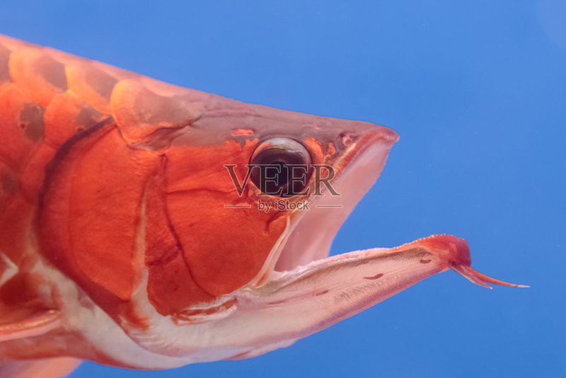 播放紅龍魚的圖片和視頻 播放紅龍魚的圖片和視頻 龍魚百科 第23張