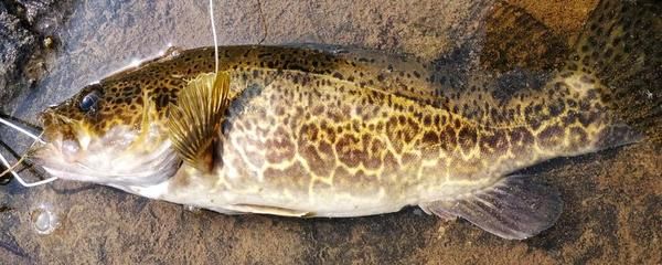 龍魚和黑魚哪個刺少一點：在探討龍魚和黑魚哪種更易于飼養的問題上，我們需要了解