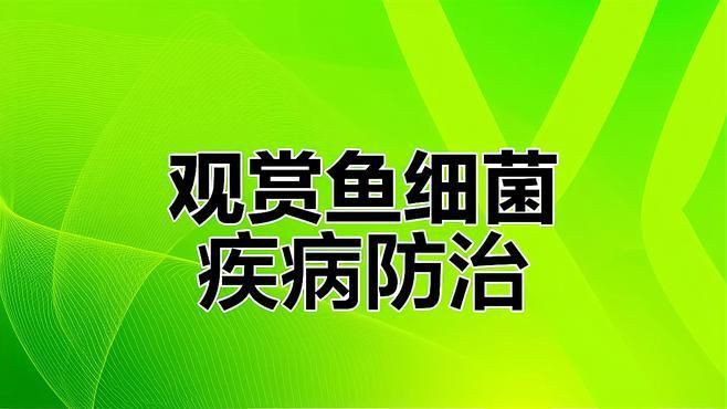 龍魚細菌性腸炎治療需要多長時間？ 龍魚細菌性腸炎治療需要多長時間？ 龍魚百科 第4張