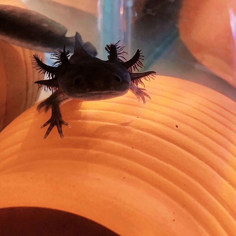 六角龍魚批發多少錢一只