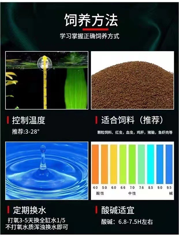 六角龍魚批發多少錢一只