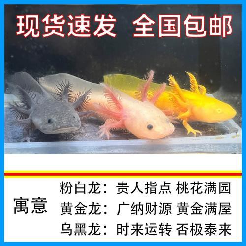 六角龍魚批發多少錢一只