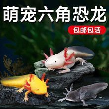 六角龍魚批發多少錢一只