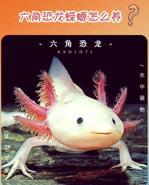 六角龍魚批發多少錢一只