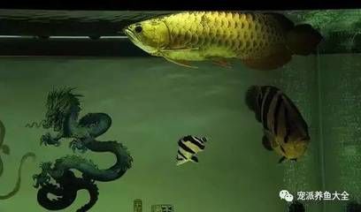 如何判斷龍魚是否吃飽了：判斷龍魚是否吃飽了，龍魚吃飽了從哪里看出來