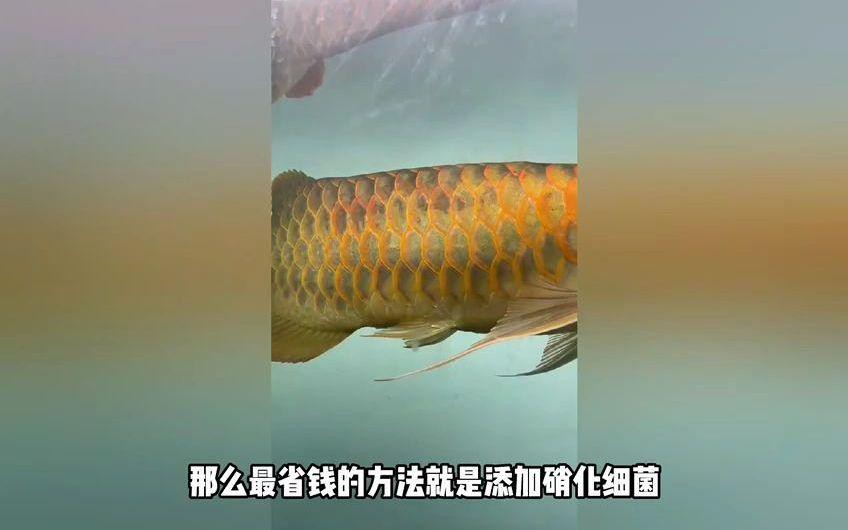 如何預(yù)防龍魚(yú)蒙眼病？