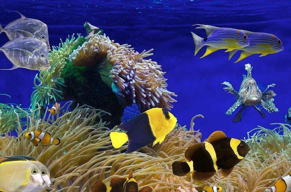 為什么恐龍魚在水缸里大幅度跳動