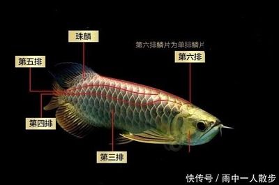 金龍魚形態(tài)（金龍魚的形態(tài)特征）