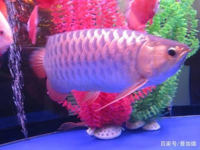金龍魚形態(tài)（金龍魚的形態(tài)特征）