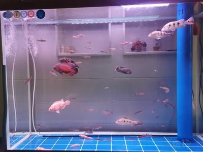 龍魚大小尺寸混養可以嗎：龍魚大小尺寸混養可能性分析龍魚大小尺寸混養可行嗎