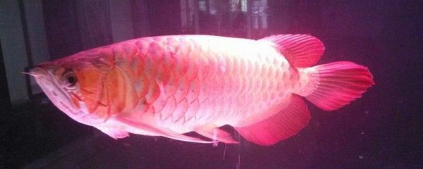 龍魚燈的安裝位置圖：龍魚燈安裝角度優化，如何防止龍魚掉眼 龍魚燈的安裝位置圖：龍魚燈安裝角度優化，如何防止龍魚掉眼 龍魚百科 第4張