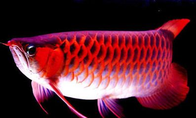 龍魚缸的ph值正常范圍應(yīng)該在6.5-7.5之間：龍魚缸ph值多少算正常？