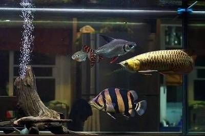 龍魚缸的ph值正常范圍應(yīng)該在6.5-7.5之間：龍魚缸ph值多少算正常？