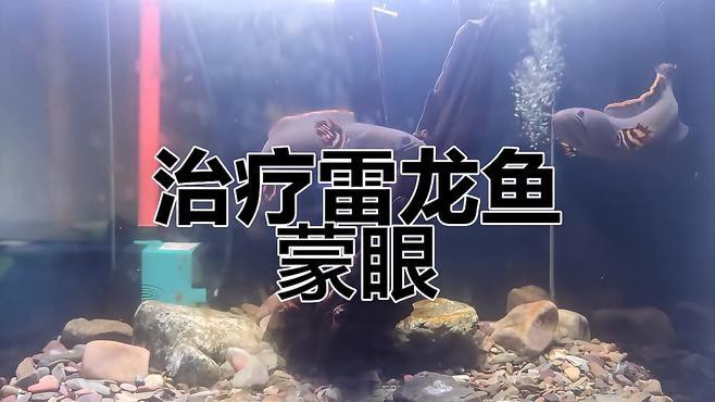 如何治療雷龍魚蒙眼？