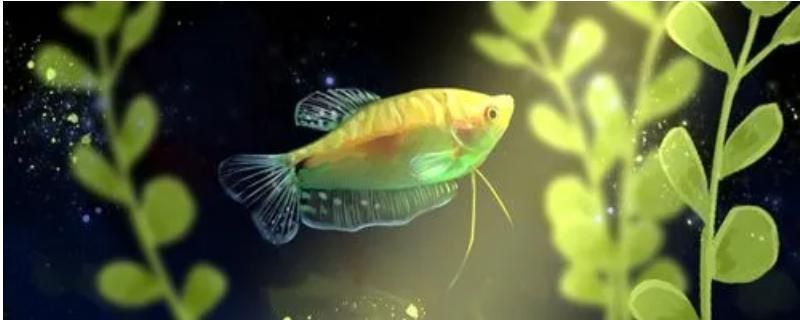 龍魚可以長多大：龍魚的生長潛力與其品種、飼養方法密切相關，龍魚品種選擇指南