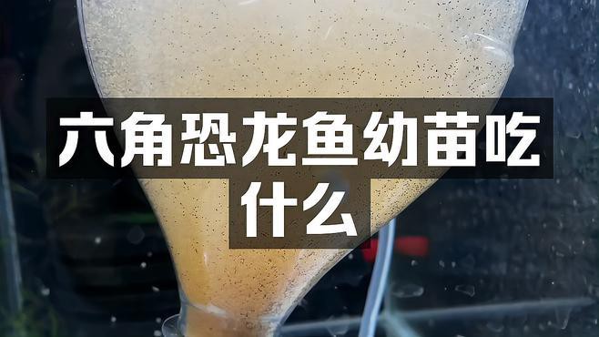 六角恐龍魚(yú)剛出生的幼崽吃什么