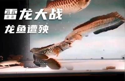 龍魚大戰雷龍魚（如何預防龍魚雷龍魚混養沖突）