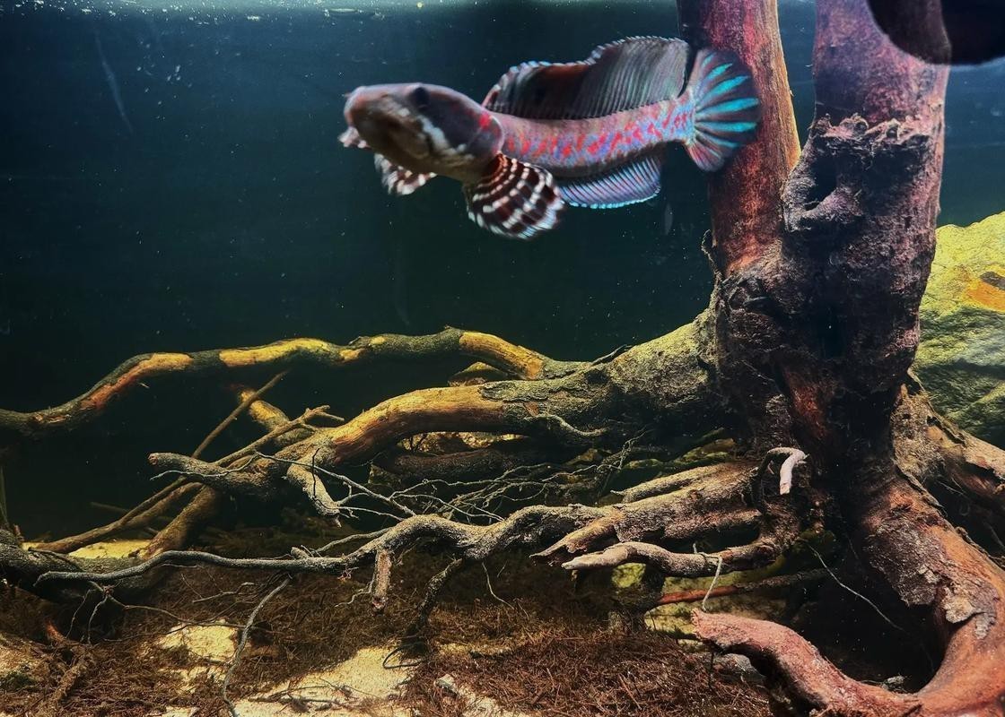 幻彩雷龍魚怎么分公母 幻彩雷龍魚怎么分公母 龍魚百科 第2張