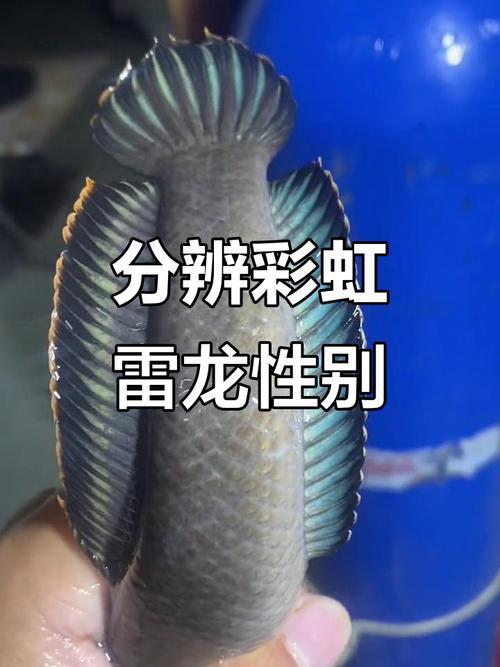 幻彩雷龍魚怎么分公母 幻彩雷龍魚怎么分公母 龍魚百科 第1張
