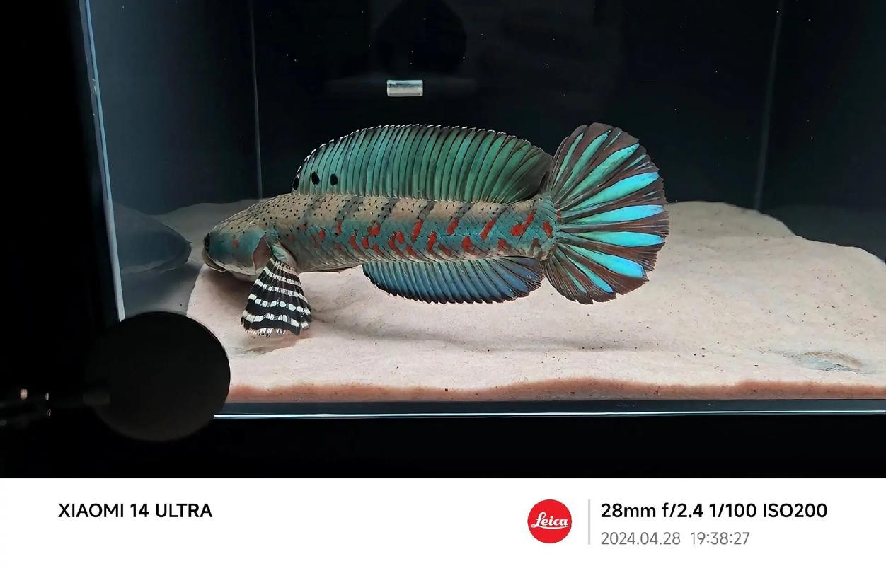 幻彩雷龍魚怎么分公母 幻彩雷龍魚怎么分公母 龍魚百科 第5張