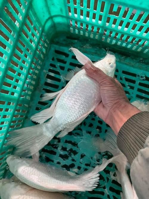 龍鳳錦鯉品種圖片大全圖