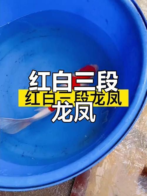 龍鳳錦鯉品種圖片大全圖