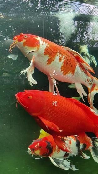 龍鳳錦鯉品種圖片大全圖